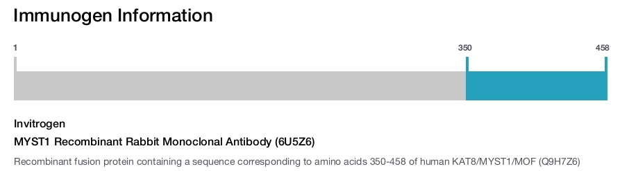 MYST1 Recombinant Rabbit Monoclonal Antibody (6U5Z6)