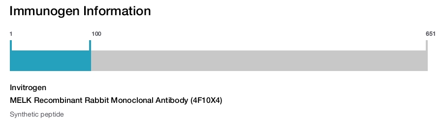 MELK Recombinant Rabbit Monoclonal Antibody (4F10X4)