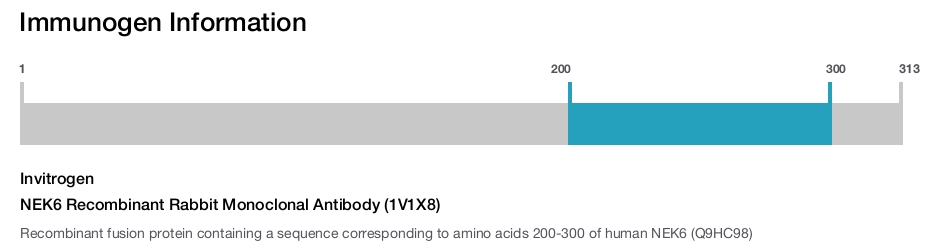 NEK6 Recombinant Rabbit Monoclonal Antibody (1V1X8)