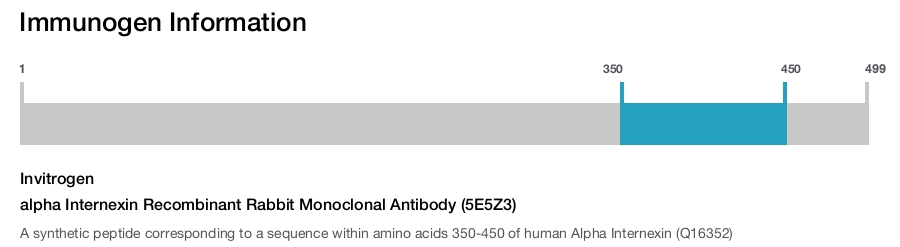 alpha Internexin Recombinant Rabbit Monoclonal Antibody (5E5Z3)