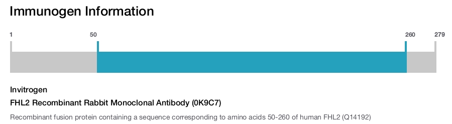 FHL2 Recombinant Rabbit Monoclonal Antibody (0K9C7)