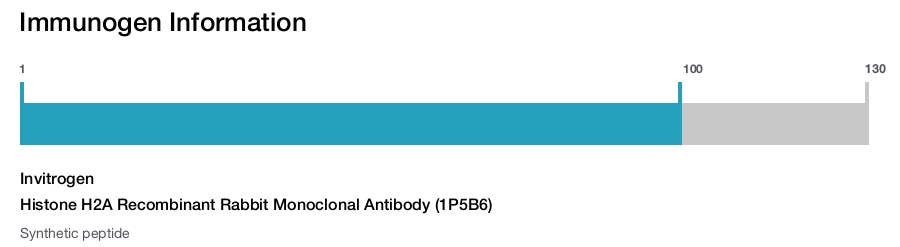 Histone H2A Recombinant Rabbit Monoclonal Antibody (1P5B6)