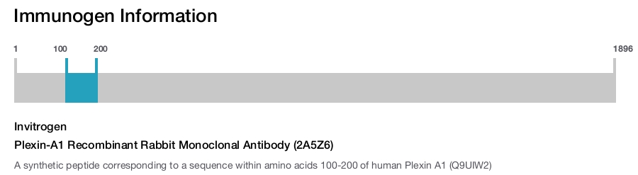 Plexin-A1 Recombinant Rabbit Monoclonal Antibody (2A5Z6)