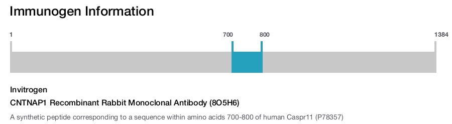 CNTNAP1 Recombinant Rabbit Monoclonal Antibody (8O5H6)