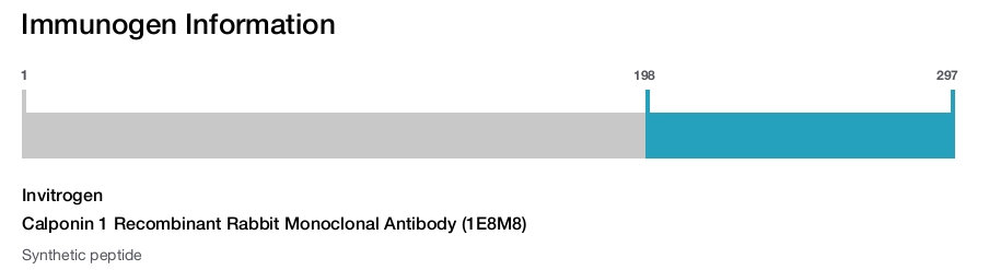 Calponin 1 Recombinant Rabbit Monoclonal Antibody (1E8M8)