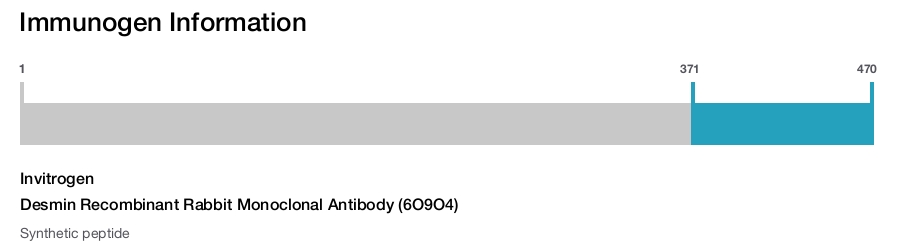 Desmin Recombinant Rabbit Monoclonal Antibody (6O9O4)