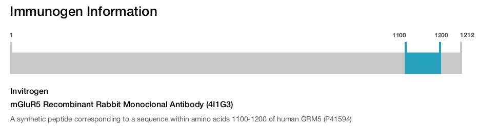 mGluR5 Recombinant Rabbit Monoclonal Antibody (4I1G3)