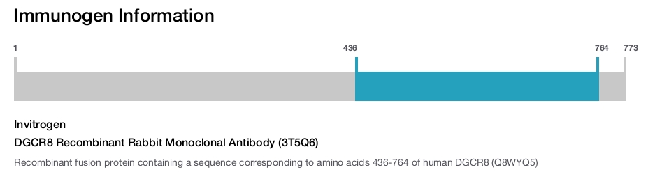 DGCR8 Recombinant Rabbit Monoclonal Antibody (3T5Q6)