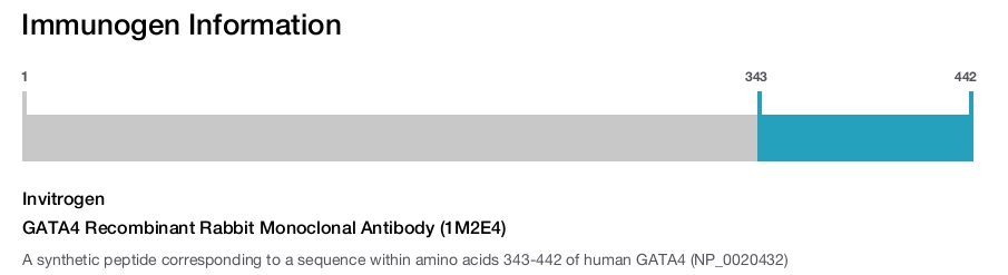 GATA4 Recombinant Rabbit Monoclonal Antibody (1M2E4)