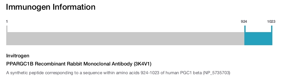 PPARGC1B Recombinant Rabbit Monoclonal Antibody (3K4V1)