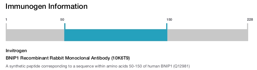 BNIP1 Recombinant Rabbit Monoclonal Antibody (10K6T9)
