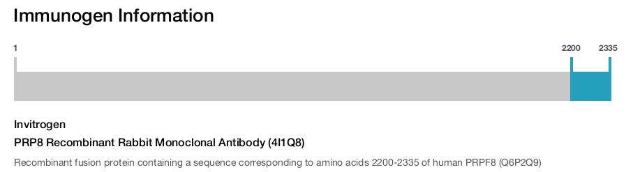 PRP8 Recombinant Rabbit Monoclonal Antibody (4I1Q8)