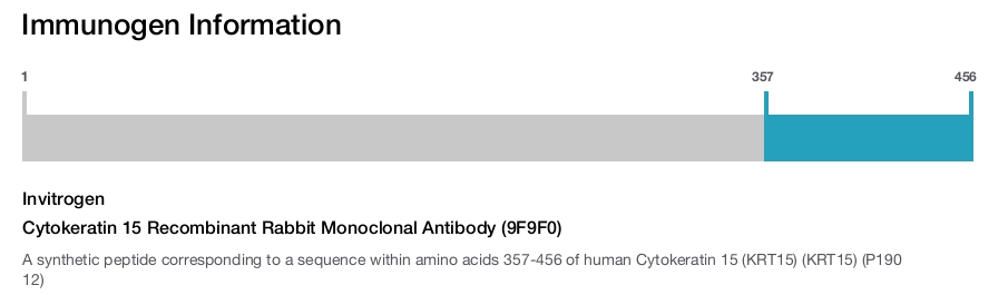 Cytokeratin 15 Recombinant Rabbit Monoclonal Antibody (9F9F0)