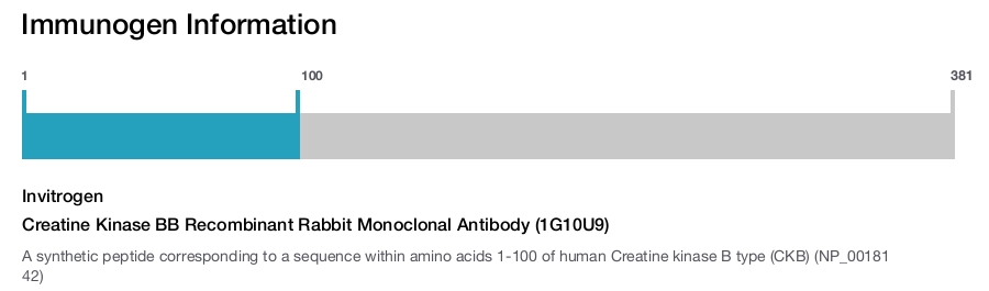Creatine Kinase BB Recombinant Rabbit Monoclonal Antibody (1G10U9)