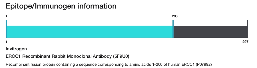 ERCC1 Recombinant Rabbit Monoclonal Antibody (5F9U0)
