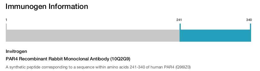 PAR4 Recombinant Rabbit Monoclonal Antibody (10Q2G9)