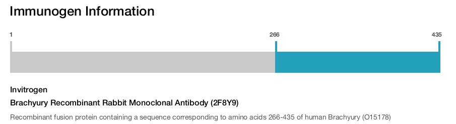 Brachyury Recombinant Rabbit Monoclonal Antibody (2F8Y9)
