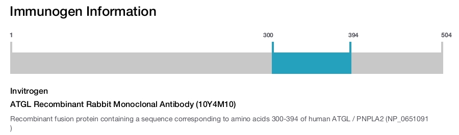 ATGL Recombinant Rabbit Monoclonal Antibody (10Y4M10)