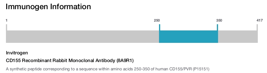 CD155 Recombinant Rabbit Monoclonal Antibody (8A9R1)