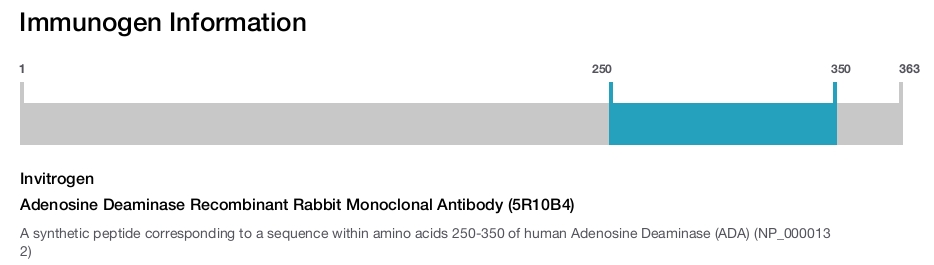 Adenosine Deaminase Recombinant Rabbit Monoclonal Antibody (5R10B4)