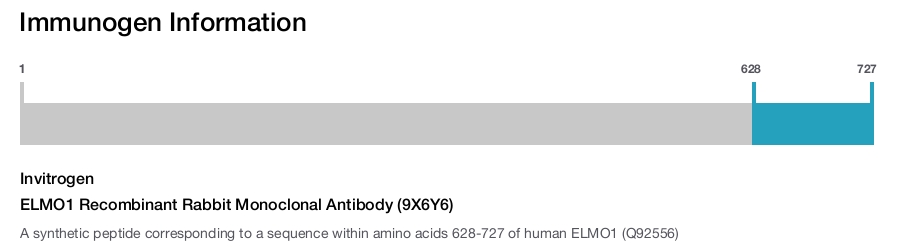 ELMO1 Recombinant Rabbit Monoclonal Antibody (9X6Y6)