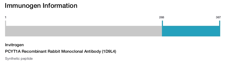 PCYT1A Recombinant Rabbit Monoclonal Antibody (1D9L4)