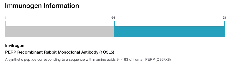 PERP Recombinant Rabbit Monoclonal Antibody (1O3L5)