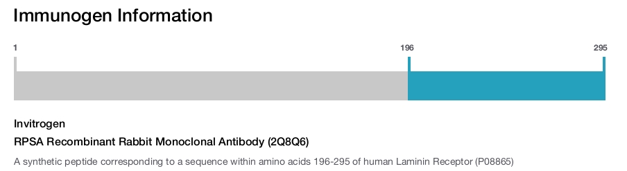 RPSA Recombinant Rabbit Monoclonal Antibody (2Q8Q6)