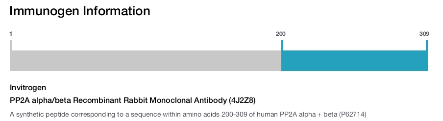 PP2A alpha/beta Recombinant Rabbit Monoclonal Antibody (4J2Z8)