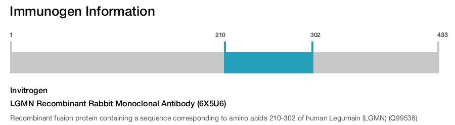 LGMN Recombinant Rabbit Monoclonal Antibody (6X5U6)