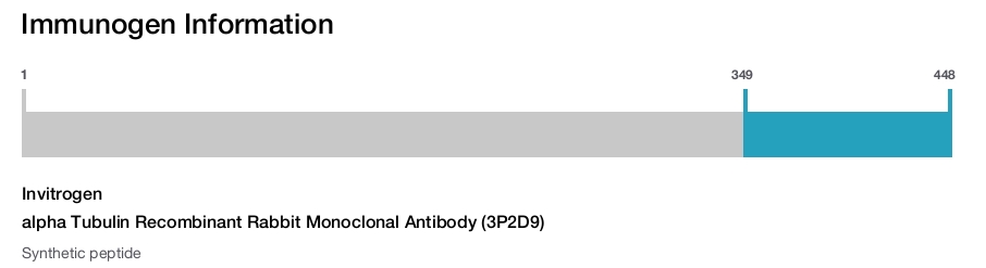 alpha Tubulin Recombinant Rabbit Monoclonal Antibody (3P2D9)