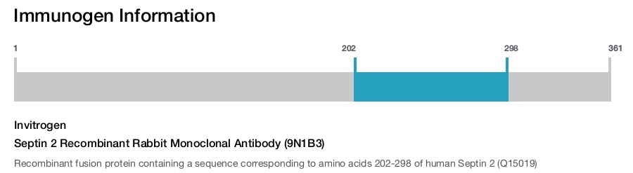 Septin 2 Recombinant Rabbit Monoclonal Antibody (9N1B3)