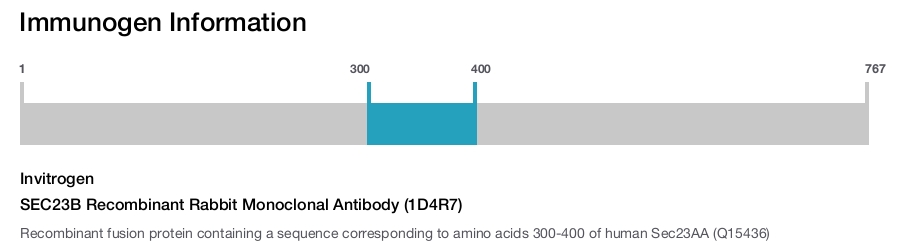 SEC23B Recombinant Rabbit Monoclonal Antibody (1D4R7)