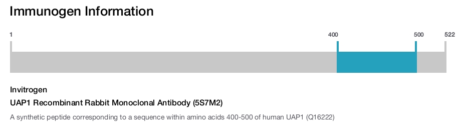 UAP1 Recombinant Rabbit Monoclonal Antibody (5S7M2)