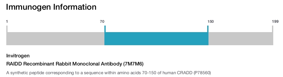 RAIDD Recombinant Rabbit Monoclonal Antibody (7M7M6)