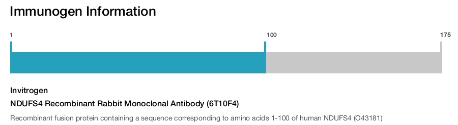 NDUFS4 Recombinant Rabbit Monoclonal Antibody (6T10F4)