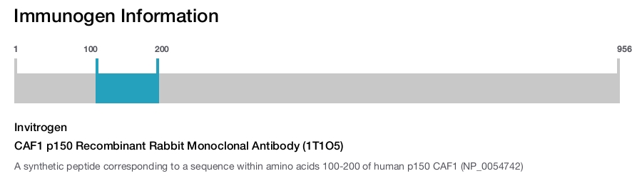 CAF1 p150 Recombinant Rabbit Monoclonal Antibody (1T1O5)