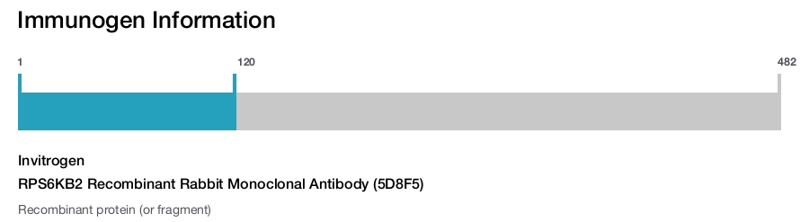 RPS6KB2 Recombinant Rabbit Monoclonal Antibody (5D8F5)