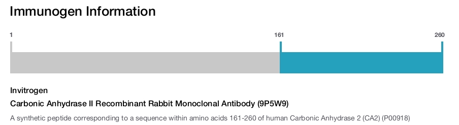 Carbonic Anhydrase II Recombinant Rabbit Monoclonal Antibody (9P5W9)