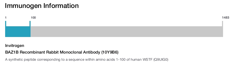 BAZ1B Recombinant Rabbit Monoclonal Antibody (10Y9B6)