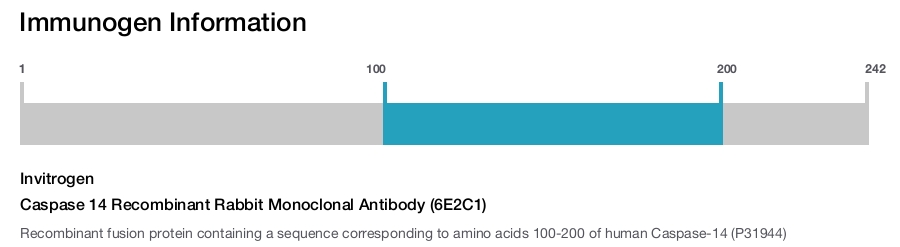 Caspase 14 Recombinant Rabbit Monoclonal Antibody (6E2C1)