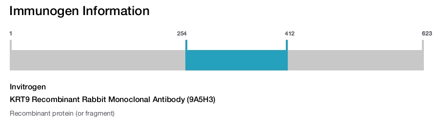 KRT9 Recombinant Rabbit Monoclonal Antibody (9A5H3)