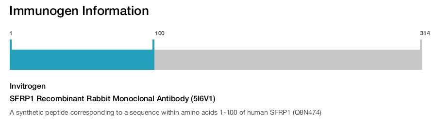 SFRP1 Recombinant Rabbit Monoclonal Antibody (5I6V1)