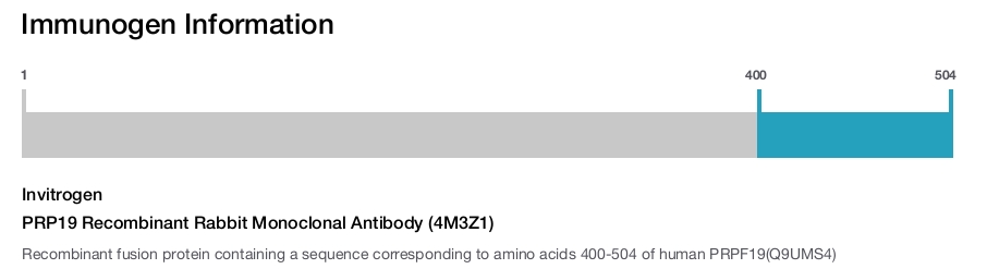 PRP19 Recombinant Rabbit Monoclonal Antibody (4M3Z1)