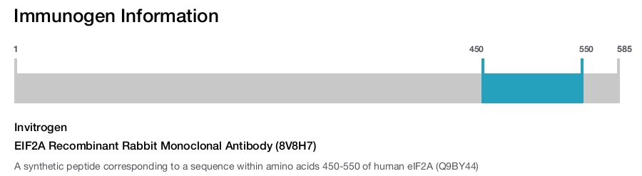 EIF2A Recombinant Rabbit Monoclonal Antibody (8V8H7)
