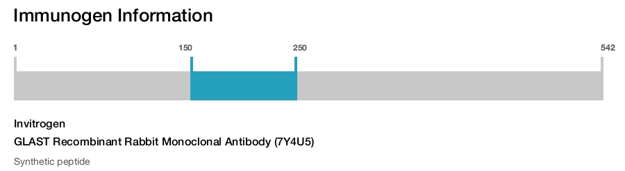 GLAST Recombinant Rabbit Monoclonal Antibody (7Y4U5)