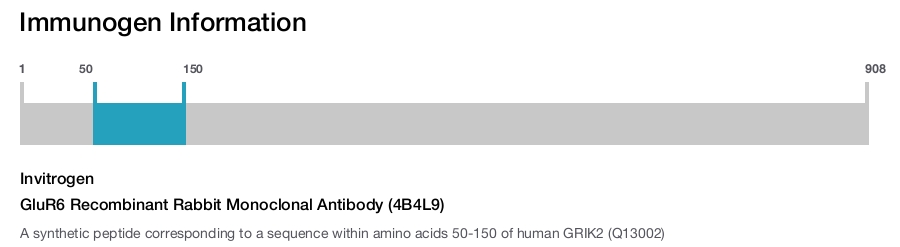 GluR6 Recombinant Rabbit Monoclonal Antibody (4B4L9)