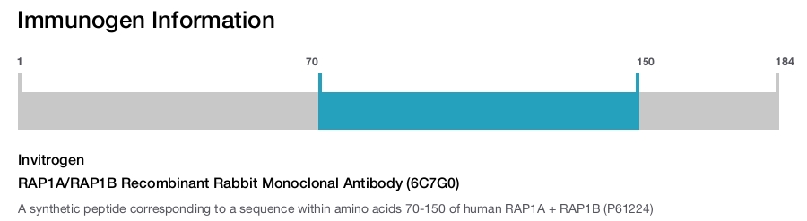 RAP1A/RAP1B Recombinant Rabbit Monoclonal Antibody (6C7G0)