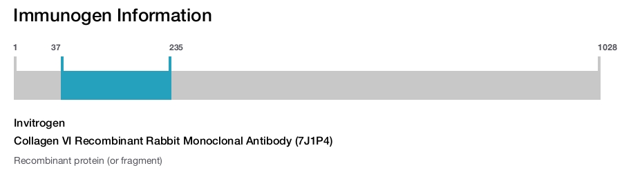 Collagen VI Recombinant Rabbit Monoclonal Antibody (7J1P4)