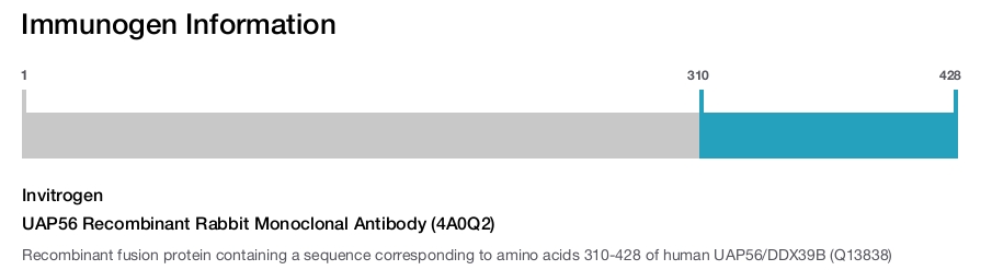 UAP56 Recombinant Rabbit Monoclonal Antibody (4A0Q2)